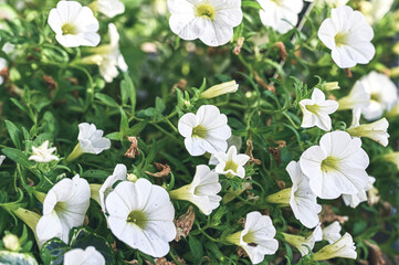 white flowers in the garden