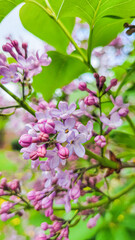 Fototapeta premium Blooming violet lilac flowers on the defocused garden background. Purple lilac flowers spring blossom background. 
