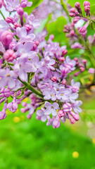 Blooming violet lilac flowers on the defocused garden background. Purple lilac flowers spring blossom background. 