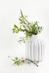 Spring blossiming cherry twigs in a white vase on white