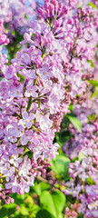 Blooming violet lilac flowers on the defocused garden background. Purple lilac flowers spring blossom background. 