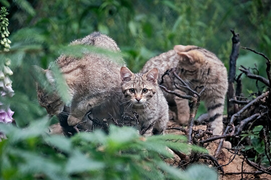 Europäische Wildkatze oder Waldkatze ( Felis silvestris ).