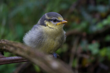 sparrow