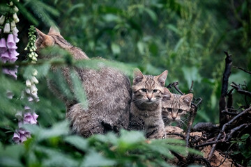 Europäische Wildkatze oder Waldkatze ( Felis silvestris ).