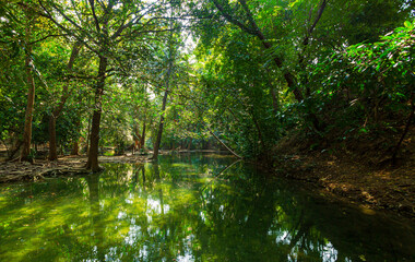 Fototapeta na wymiar pond in the forest,Idyllic sunlit glade green forest foliage reflecting woodland pool panorama