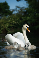 Vertical shot of a mother swan and its cygnets swimming on a pond at a park