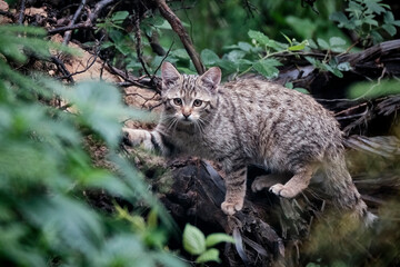 Europäische Wildkatze oder Waldkatze ( Felis silvestris ).