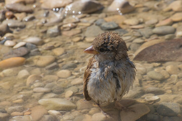 come un pulcino bagnato