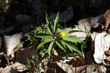 Delicate yellow buttercup blooms among the dried leaves of last year in the spring forest.