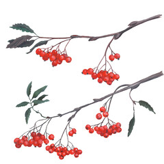 Red ripe rowan berries bunches set, realistic illustration isolated on white backgroundHand painting. For printing on postcards, stickers, notebooks, dishes, fabrics, paper, textile. - obrazy, fototapety, plakaty