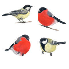 Set of birds bullfinch and tit. Handmade illustration isolated on a white background. A symbol of the winter holiday for the design of postcards, textiles, Christmas.
