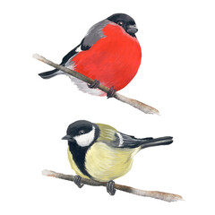 Set of birds bullfinch and tit. Handmade illustration isolated on a white background. A symbol of the winter holiday for the design of postcards, textiles, Christmas.