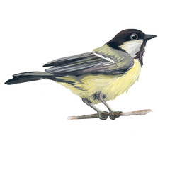 Naklejka premium Set of birds bullfinch and tit. Handmade illustration isolated on a white background. A symbol of the winter holiday for the design of postcards, textiles, Christmas.