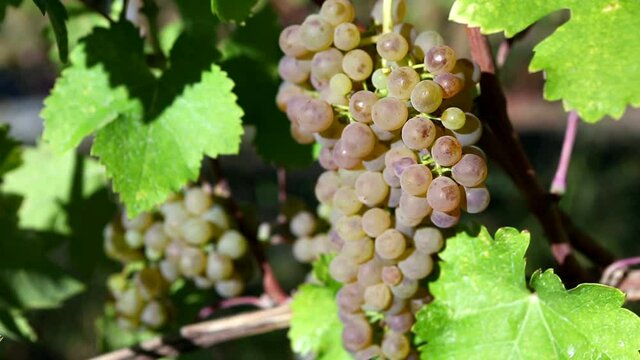 Organic Viognier Grape Okanagan Valley