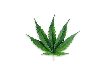Green cannabis leaves isolated on white background. Growing medical marijuana,copy space for text.