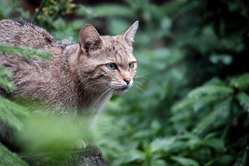 Europäische Wildkatze oder Waldkatze ( Felis silvestris ).