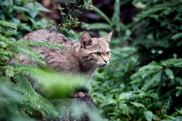Europäische Wildkatze oder Waldkatze ( Felis silvestris ).
