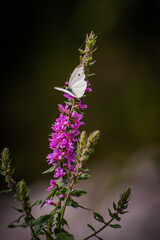 bumblebee on a flower