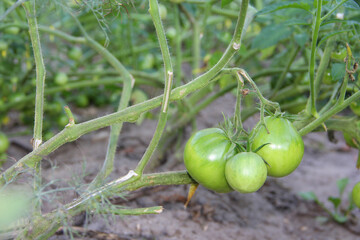 green tomatoes on bushes in the greenhouse. tomatoes are ripening