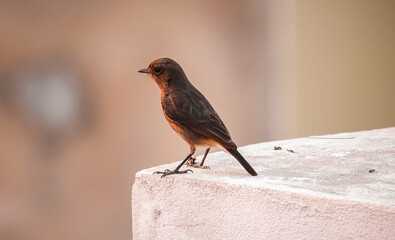 Bird sitting on wall
