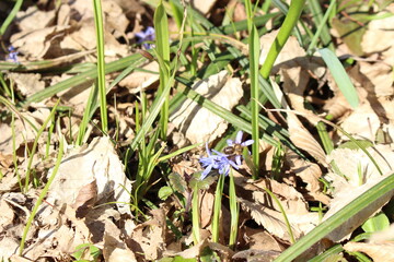 Delicate blue galanthuses bloom among dry last year's leaves in a spring forest