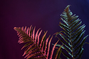 Contemporary nightlife illuminated retro view of fern illuminated by neon light. Treed minimal jungle concept.