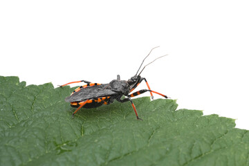 a red striped beetle kissing a pipe-nosed beetle against a background of a green leaf and water.