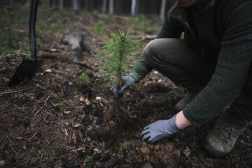 Naklejka premium Close-up on a young man in a green clothes plants a young pine seedling in the forest. Work in forest. Pinus sylvestris, pine forest.