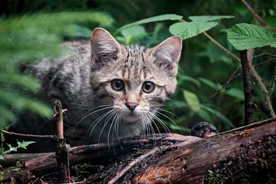 Europ&auml;ische Wildkatze oder Waldkatze ( Felis silvestris ).