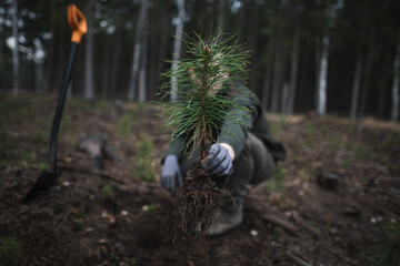 Close-up on the hands in gloves of a young man plants a young pine seedling in the middle of the forest. Work in forest. Pinus sylvestris, pine forest.
