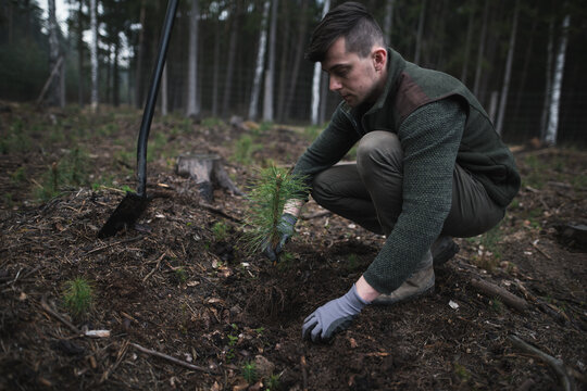 Close-up On A Young Man In A Green Clothes Plants A Young Pine Seedling In The Forest. Work In Forest. Pinus Sylvestris, Pine Forest.