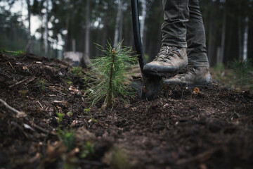Close-up on the man 's work shoes standing on the spade ready to plant young pine seedlings. Work...