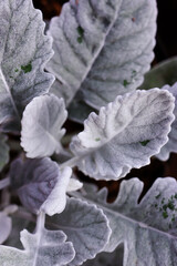 Tanaman putri salju. Fluffy silver leaves Cineraria or Jacobaea maritima is silvery soft velvet...
