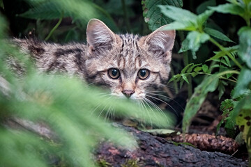 Naklejka na ściany i meble Europäische Wildkatze oder Waldkatze ( Felis silvestris ).