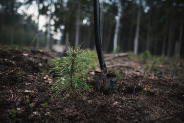 Close-up on the man 's work shoes standing on the spade ready to plant young pine seedlings. Work in middle of the forest. Pinus sylvestris, pine forest.