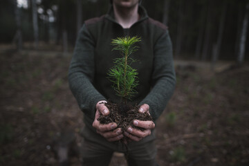 Close up on a beautiful young green pine seedling holding in a man's hand on a dark background in...