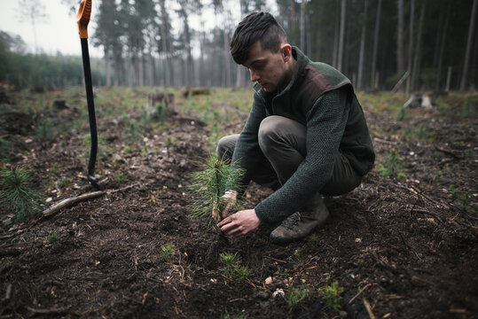 Close-up on a young man in a green clothes plants a young pine seedling in the forest. Work in forest. Pinus sylvestris, pine forest.