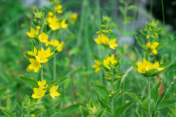 Yellow dotted loosestrife flower (Lysimaccia punctata) grows wild together with some weed.