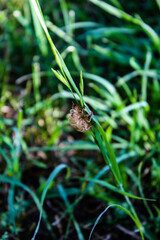 Cicala crisalide