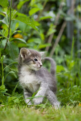 Stehendes Orientalisch Langhaar Kitten outdoor
