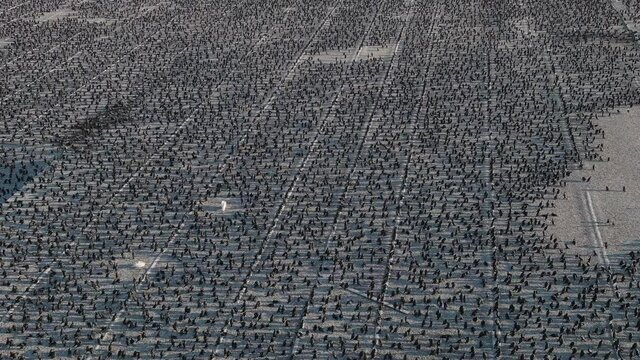 Aerial close-up fly over view of thousands of Cape Cormorants sitting on a guano platform
