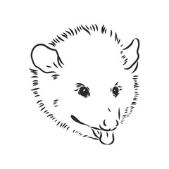 Vector sketch possum muzzle possum vector illustration