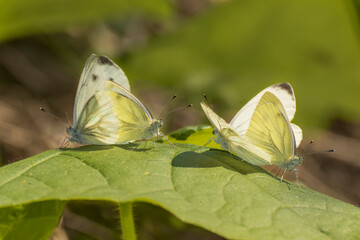 doppia coppia in bianco