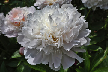 Pivoine blanche