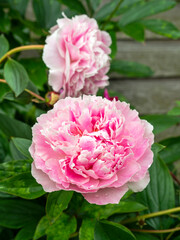Closeup of two beautiful pink Peony blooms