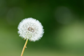 Löwenzahn (Taraxacum sect. Ruderalia) auf einer Wiese im Sommer mit grünem Hintergrund 