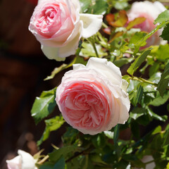 Grosses roses aux pétales doubles de couleur dégradée de crème rosé et marginés de rose...