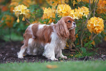 Adorable Blenheim Cavalier King Charles Spaniel dog posing outdoors standing near a blooming Rhododendron bush with yellow flowers in summer