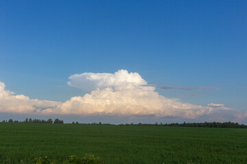 Naklejka na ściany i meble a field with a forest on the horizon clouds