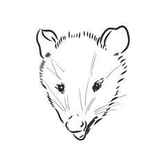Vector sketch possum muzzle possum vector illustration